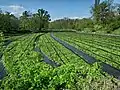 Wasabi plants (Azumino, Nagano, Japan)