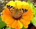 Painted Lady on Zinnia