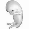 Fetus at 8 weeks after fertilization