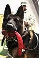 German Shepherd looking at camera while the owner watches