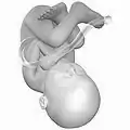 Fetus at 38 weeks after fertilization