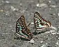 Graphium doson puddling