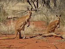 vA pair of kangaroos, with reddish-brown fur, standing up on an area of red sand and surrounded by patches of dry vegetation.