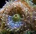 Single polyp of a coral