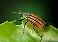 Weevil on green leaf with a bite taken out