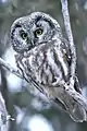 Tengmalm's owl