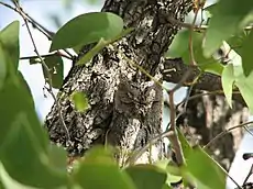 Scops owl in tree: feathers camouflage the owl during daytime