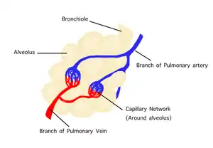 Structure of the air sac