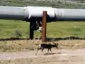 A pipeline running through Alaska, with a caribou