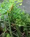 Aloe vera buds