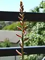 Aloe vera flower