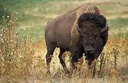 American Bison (national mammal)