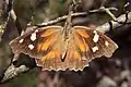 American Snout or Common Snout (Libytheana carinenta)