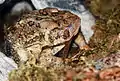 An American toad eating its skin while it sheds