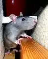 A pet rat