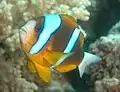 Anemone Fish