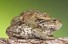 Common toads in amplexus