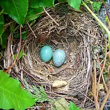 A blackbird's nest with two blue eggs snugly inside it.