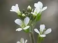 Corymbs of Arabidopsis thaliana