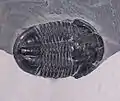 Asaphiscus wheeleri from Cambrian rocks of Millard Co., Utah, U.S.A.