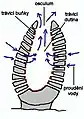 Diagram of a sponge