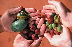 Two pairs of hands holding large assorted berries