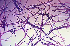 Bacillus antracis