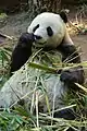 Giant Panda