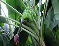 Banana plant at Kew Gardens in London