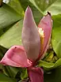 Flower of a banana plant. This image was taken in the state botanical gardens on the island of La Reunion