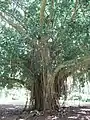 Ficus benghalensisBanyan (national tree)