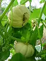 Squashes grow hanging from a network of stalks