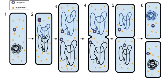 Binary fission in a prokaryote 
1. The bacterium before binary fission is when the DNA is tightly coiled.
2. The DNA of the bacterium has replicated.
3. The DNA is pulled to the separate poles of the bacterium as it increases size to prepare for splitting.
4. The growth of a new cell wall begins to separate the bacterium.
5. The new cell wall fully develops, resulting in the complete split of the bacterium.
6. The new daughter cells have tightly coiled DNA, ribosomes, and plasmids.