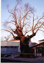 The Biscarrosse Elm in January; died 2010.