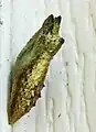 Chrysalis