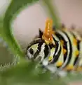 A caterpillar showing part of its osmeterium