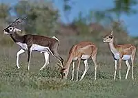 Blackbuck, provincial animal of East Punjab