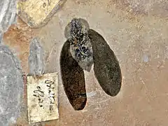 A cockroach found in Carboniferous rocks of France