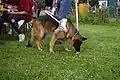 A German Shepherd used as an assistance dog for blind people