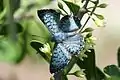 Blue Metalmark (Lasaia sula)