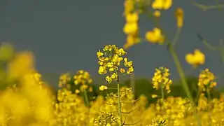 Wild Mustard (Brassica juncea)