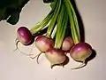 Turnips (Brassica rapa)