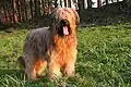 Briard