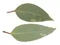 Pair of leaves: top-side and under-side