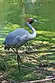 Brolga