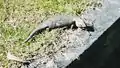 Eastern Blue-tongued Lizard in metropolitan Sydney.