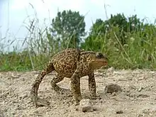 A common toad adopting a defensive stance