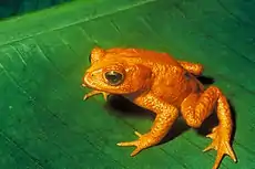 Bufo periglenes, the Golden Toad, was last recorded on May 15, 1989