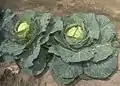 Cabbage (Brassica oleracea)