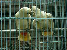 Two mainly white-plumaged cockatoos in a cage